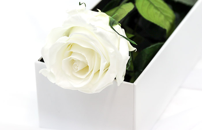 THE SINGULAR ROSE